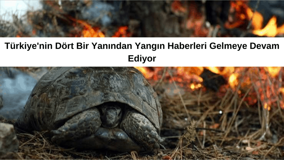 Türkiye'nin Dört Bir Yanından Yangın Haberleri Gelmeye Devam Ediyor